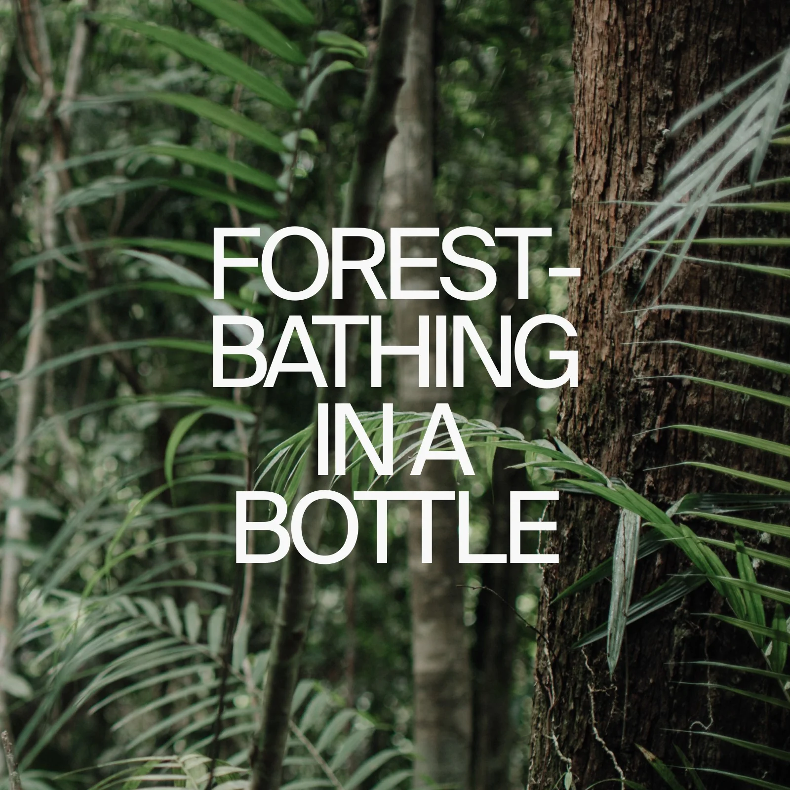 AROMA - Image 4